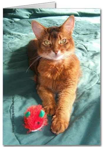 Mousey Catmas Christmas Card