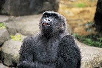 flash_fiction_aging_gorilla