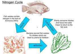 aquaponics-picture-2