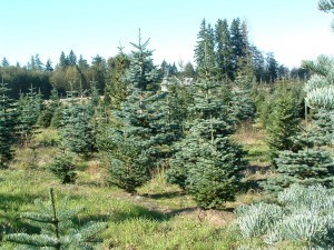 TreeFarm