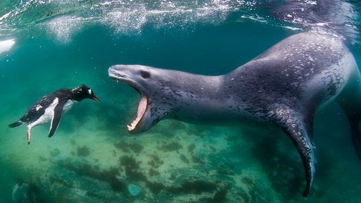 leopard seal and penguin