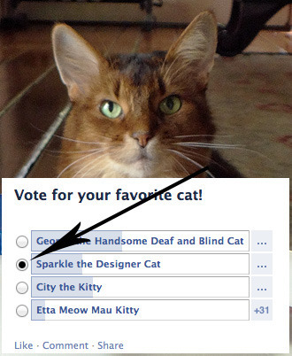Vote here!