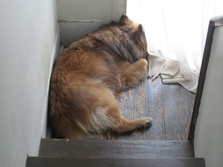 dog