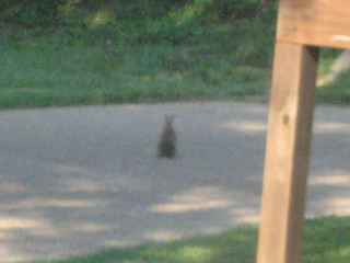 bunny in neighbor's yard