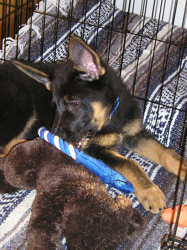 Magic11wks, closeup crate&toys