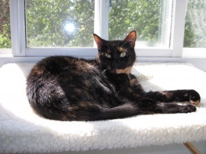 cat_window_perch