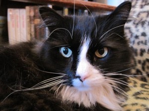 Musetta Clea Simon