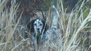 Doug's English Setter. 