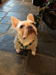 An atypically calm french bulldog. According to the owner, he was just shy.