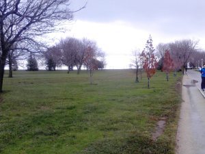 redtrees