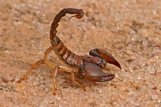 A scorpion was sent to kill the hunter Orion for his arrogance.