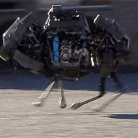 wildcat_04_solo_animation_r