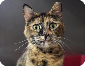 tortoiseshell_cat