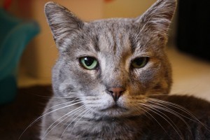 Theo_formerly_feral