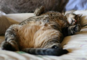 tripper-sleeping-formerly-feral-cat