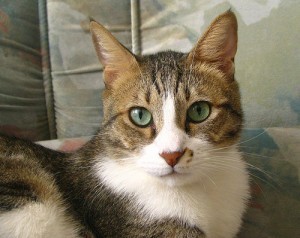 boost_your_cat's_immune_system