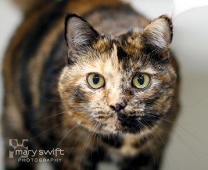 senior_tortoiseshell_cat