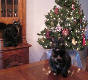 cats and christmas trees