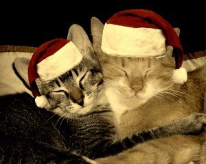 cats with Santa hats