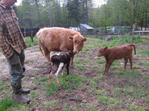 Introducing Foster to his foster mother, in hopes she will allow him to nurse. Which she did. 