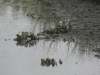 The-creek-at-low-tide