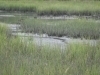 The-creeks-mud-flats-at-low-tide