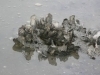 Maria-Sanchez-Creek-oysters