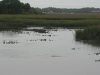 Oyster-beds-galore