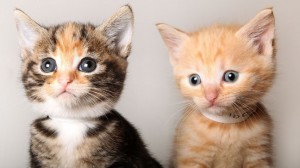 Kitten_Bowl_Hallmark_Channel