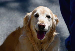 English: Golden Retriever