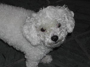Poodle looking up