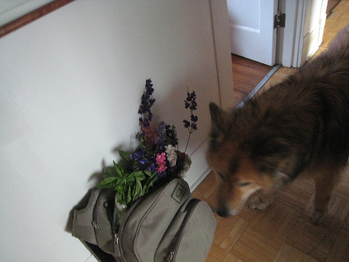 a backpack full of larkspur