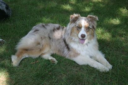 DOGmarkrubinsteinpup-thumb