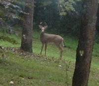 Buck3