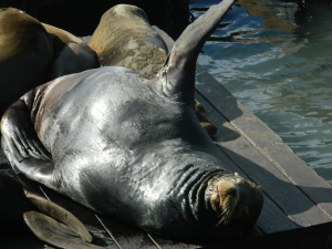 Sea Lion sunning himself at Pier 39