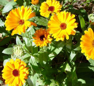 Calendula