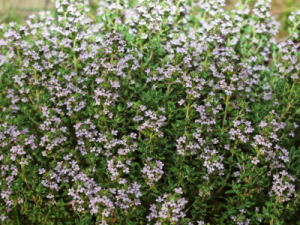 thyme blooming