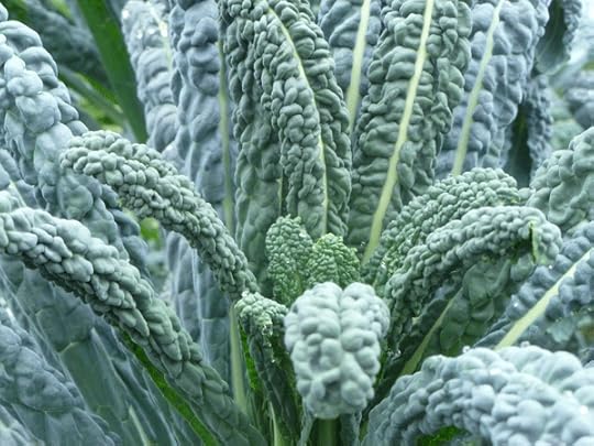Over-wintering Lacinato kale