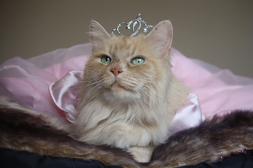 orange cat in tiara princess dress