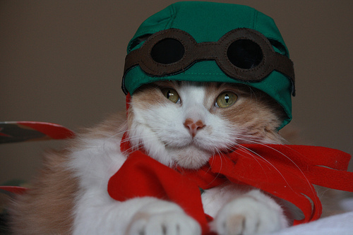 cat in costume