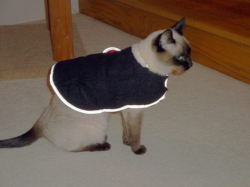 cat wearing pet therapy jacket