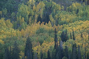English: Leaves of Utah mountain trees changin...