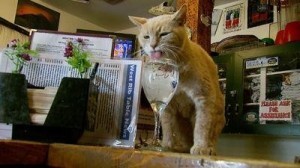 Mayor_Stubbs