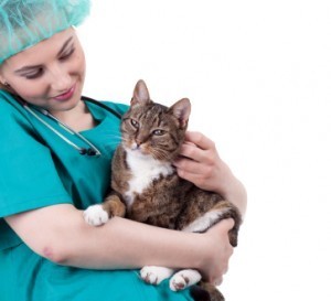 vet_with_cat_surgery