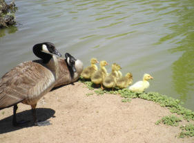 Goose family