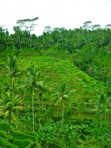 Tegalalang