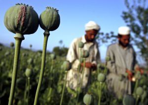 Just another day on the heroin farm...