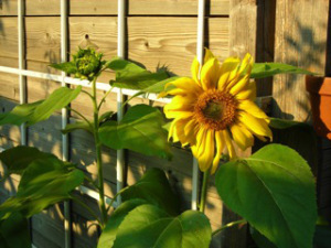 Sunflower