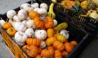 Pumpkins and Gourds at Market from Morguefile