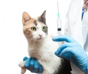 tail_vaccinations